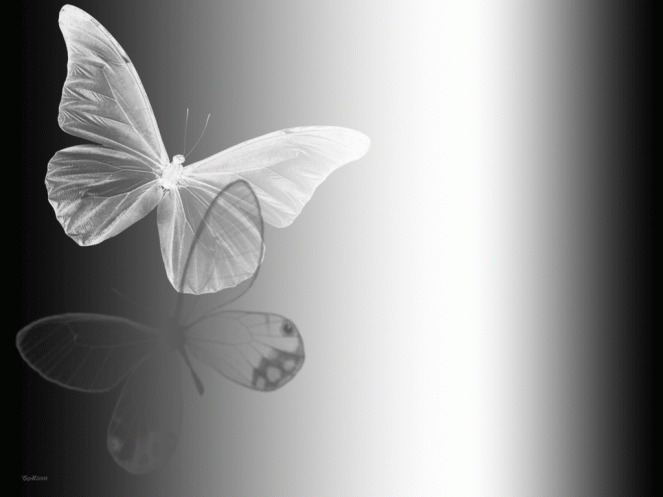 wallpaper-mariposas-blanco-